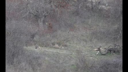 Lupo terrorizzato dal passaggio di un jet militare: la reazione dell'animale