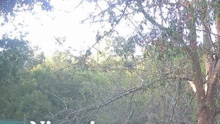 L'orsetta Nina si prepara a tornare in libertà