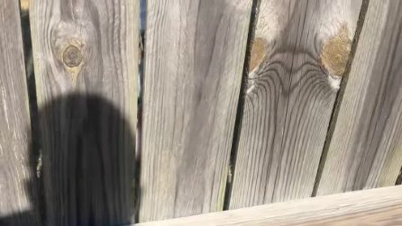 Cane piange a dirotto perché vuole giocare con il suo migliore amico della porta accanto