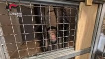 Scimpanzé sequestrato nel Siracusano