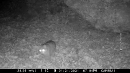 Il gatto selvatico avvistato per la prima volta nei boschi del Chianti fiorentino