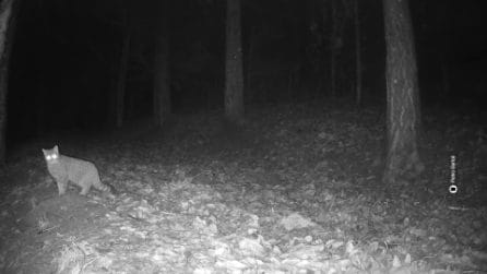 L'inedito gatto selvatico fotografato nel Chianti