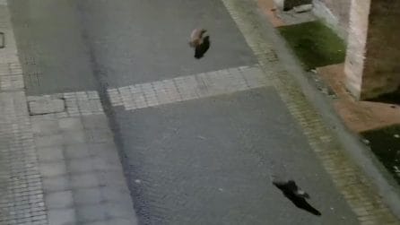 Volpe e lontra a spasso insieme per la città