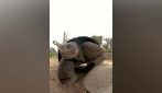 Gramma, la tartaruga morta allo zoo di San Diego all'età di 141 anni