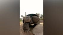 Gramma, la tartaruga morta allo zoo di San Diego all'età di 141 anni