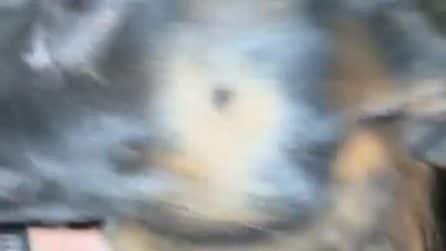 Uccide il cane poliziotto Spike durante un controllo stradale e poi viene ucciso dagli agenti