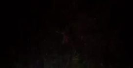 Capriolo investito lasciato ad agonizzare per ore nel Torinese