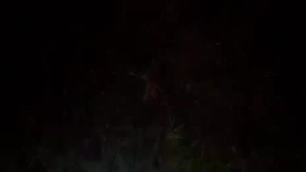 Capriolo investito lasciato ad agonizzare per ore nel Torinese