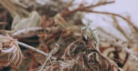 Il corteggiamento della mantide nana dalla coda di serpente