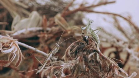 Il corteggiamento della mantide nana dalla coda di serpente