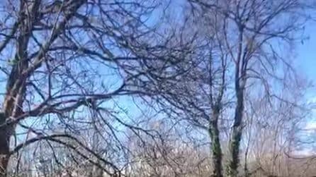 La liberazione del capriolo ferito dopo la degenza al Canc di Torino