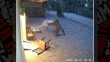 Una tigre attacca un uomo nel cortile di casa in India: le immagini virali