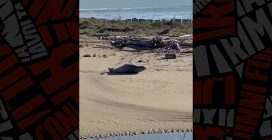 La foca monaca "passeggia" sulla spiaggia a Ravenna