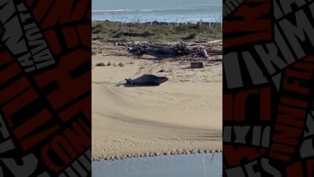 La foca monaca "passeggia" sulla spiaggia a Ravenna