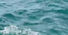 Pesce luna avvistato nel golfo di Trieste