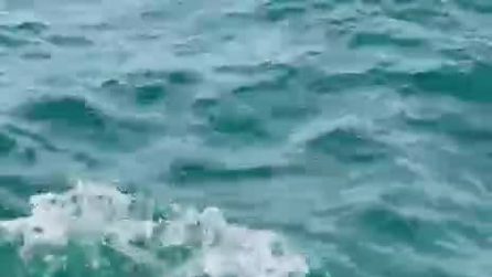 Pesce luna avvistato nel golfo di Trieste