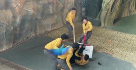 Orso attacca i guardiani nello zoo in Cina