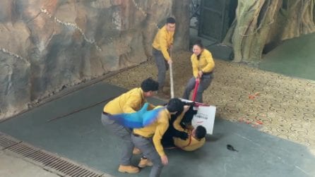 Orso attacca i guardiani nello zoo in Cina