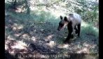 Orso marsicano all'interno della Riserva Naturale del Monte Salviano