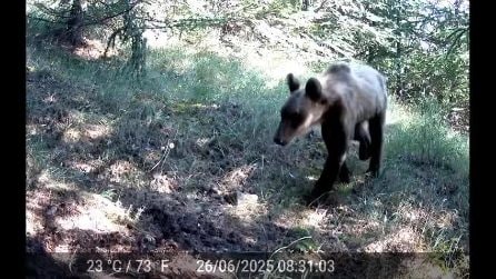 Orso marsicano all'interno della Riserva Naturale del Monte Salviano