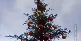 I romani bocciano l'albero di Natale a Piazza Navona: "Tutto spennacchiato, è il nuovo Spelacchio"