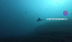 L'Aquila di mare vola in Campania nell'Area marina protetta di Punta Campanella
