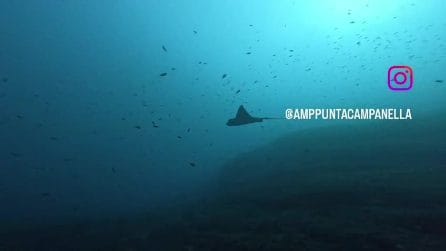 L'Aquila di mare vola in Campania nell'Area marina protetta di Punta Campanella
