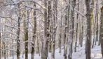 Neve a Forca d'Acero, le immagini suggestive del paesaggio imbiancato vicino Roma