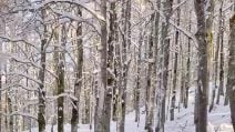 Neve a Forca d'Acero, le immagini suggestive del paesaggio imbiancato vicino Roma