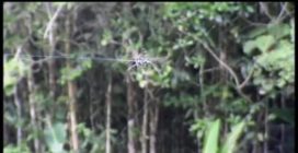 Il ragno Caerostris darwini mentre tesse la sua lunga ragnatela