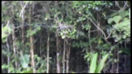 Il ragno Caerostris darwini mentre tesse la sua lunga ragnatela