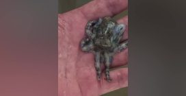 Gioca con un pericoloso e letale polpo dagli anelli blu