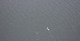 Orche e delfini a caccia di salmoni insieme