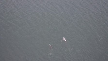 Orche e delfini a caccia di salmoni insieme