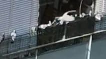 Torna l'incubo dei piccioni all'Appio: "La signora li fa entrare in casa per nutrirli, poi uscire"