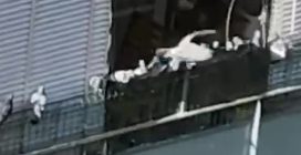 Torna l'incubo dei piccioni all'Appio: "La signora li fa entrare in casa per nutrirli, poi uscire"