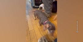 wild and wonderful wanfried