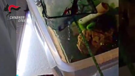 Allevava e vendeva abusivamente gamberi “killer” della Louisiana