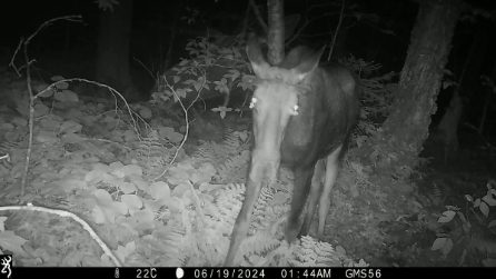 Falene che bevono lacrime di alce