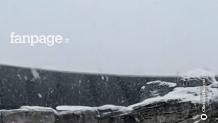 La neve a Riccione affascina anche i delfini di Oltremare 2.0 incuriositi dai fiocchi bianchi