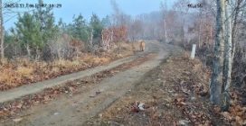 Tigre siberiana con 5 cuccioli