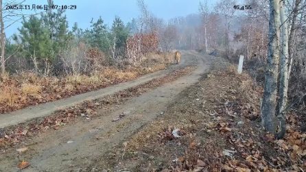 Tigre siberiana con 5 cuccioli