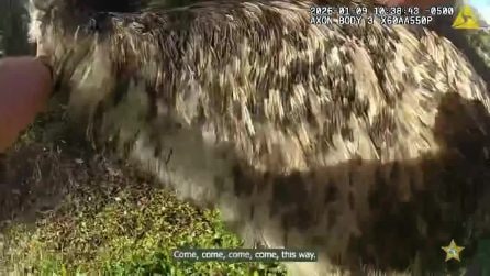 Emù in fuga "arrestato" dalla Polizia in Florida