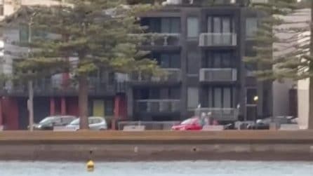 Due orche circondano un bagnante in Nuova Zelanda