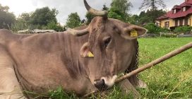 La mucca Veronika che usa uno spazzolone per grattarsi