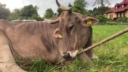 La mucca Veronika che usa uno spazzolone per grattarsi