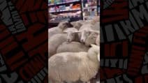Le pecore in un supermercato in Germania