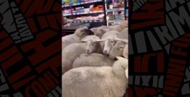 Le pecore in un supermercato in Germania