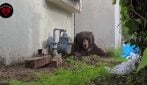 L'orso nero che viveva sotto una casa in California