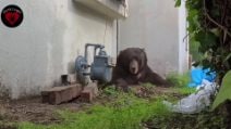 L'orso nero che viveva sotto una casa in California